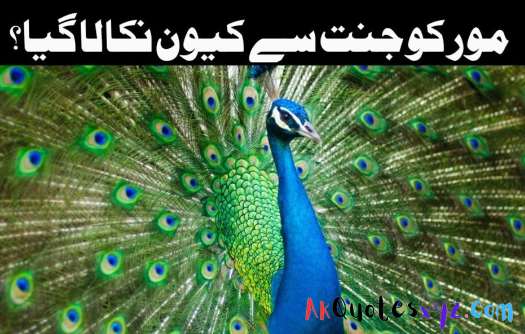 مور کو جنت سے کیون نکالا گیا؟