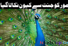 مور کو جنت سے کیون نکالا گیا؟ مور کو جنت سے کیون نکالا گیا؟